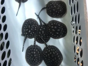 Black Diamond Stingrays