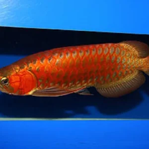 Chili Red Arowana Fish