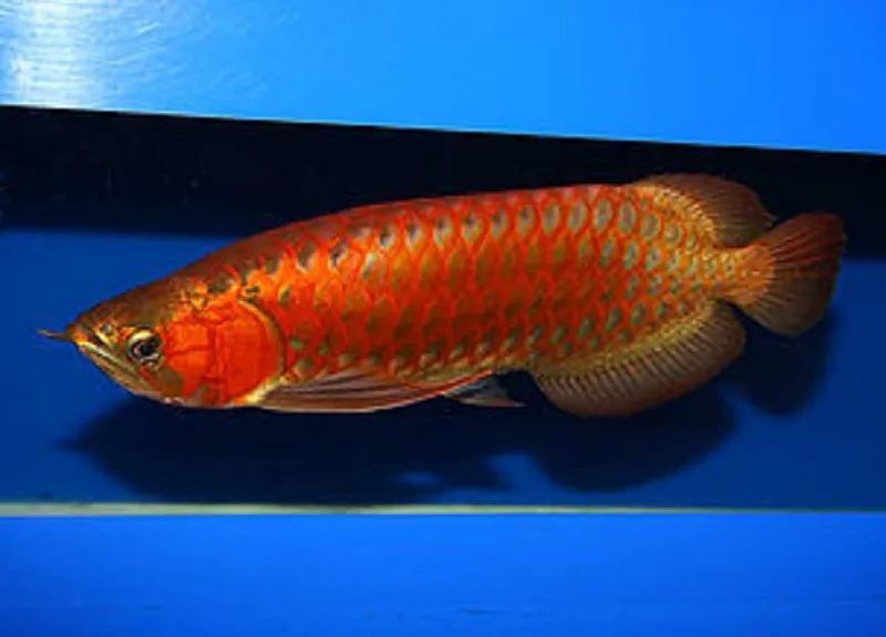 Chili Red Arowana Fish