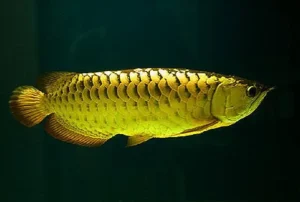 golden arowana fish