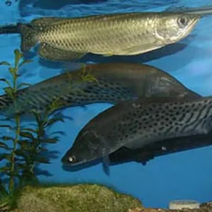 jardini arowana