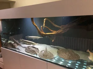 stingrays