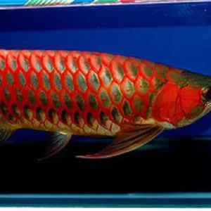 arowana super red