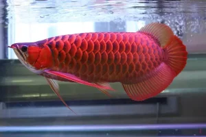 golden head arowana